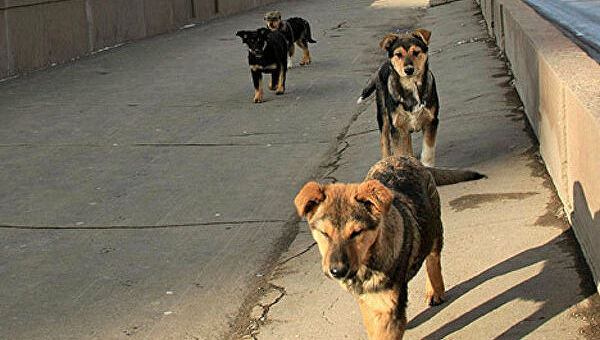 В Башкирии бродячие собаки загрызли ребенка